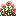 salmon_poppy_bush