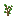 Small Oak Sapling