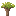 Socotra Sapling