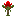 waratah