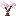 White Magnolia Sapling