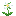 white_trillium