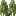 Willow Shrub