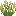 yellow_lupine