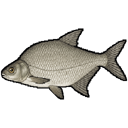 Bream