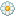 Giant Daisy