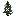 Grey Flowering Spruce Sapling