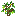 Lime Flowering Oak Sapling