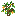 Orange Flowering Oak Sapling