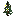 White Flowering Spruce Sapling