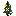 Yellow Flowering Spruce Sapling
