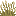 Dune Grass