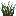 Snow Firefly Bush