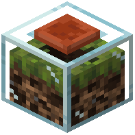 Ant Farm