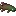 Chromatic Arapaima