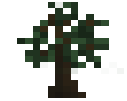 Rubber Sapling