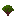 Mango Sapling