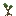 Bryce Tree Sapling
