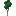 Rubber Sapling