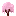Sakura Sapling