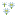 White Aster