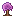 Magenta Bush