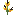 Yellow Fairy Flower Bush