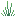 Purified Loque Grass