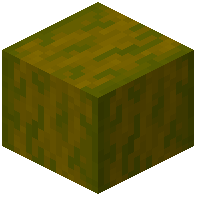 Stripped Ginkgo Wood