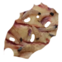 Salted Rotten Flesh