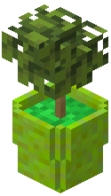 Potted Green Plant