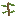 Alder Sapling