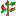 Rowan Sapling
