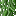 Spanish Moss