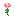 Youth Bloom
