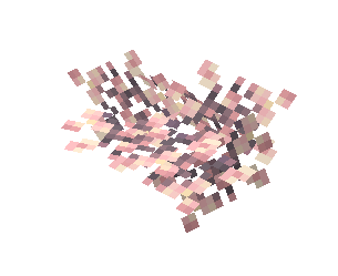 Average Sakura