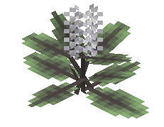 Blooming Evergreen