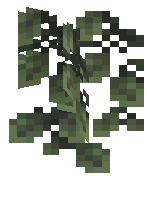 Ceiling Vine