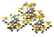 Gold Tulip