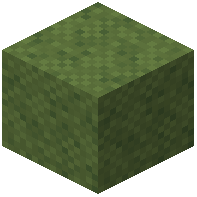 Grass