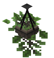 Hanging Oak Sprout
