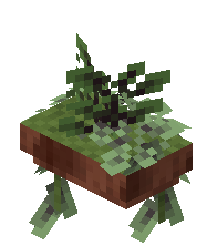 Mounted Fern Pot Raw Mangrove Wood
