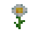 Oxeye Daisy