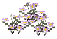 Pink Tulip