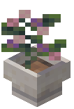Potted Allium
