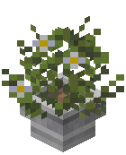 Potted Azure Bluet