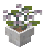 Potted Blue Orchid