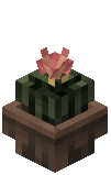 Potted Cactus
