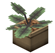 Potted Evergreen