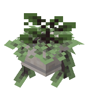 Potted Fern